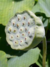   Fruit:   Nelumbo nucifera , immature fruits (nuts) embedded in carpellary receptacle; Photo by S.L. Winterton, CDFA
